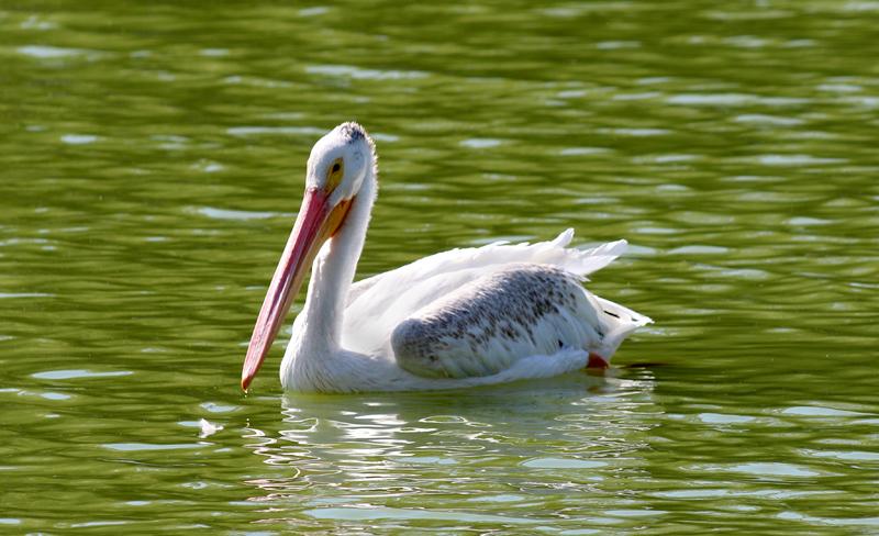 A+rare+sighting+of+a+pelican+occurred+at+the+Los+Medanos+College+lake+during+the+first+week+of+classes+Tuesday%2C+Aug.+16.++Its+presence+caused+quite+the+stir+as+many+people+began+taking+pictures+of+the+bird+as+it+swam.