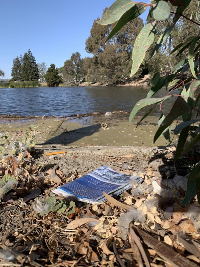 A photo of the Los Medanos College lake, taken Tuesday, Nov. 19, shows that the lake needs cleaning.