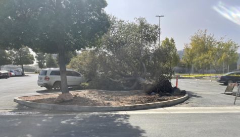 The incident was spotted in Parking Lot A on the LMC Pittsburg campus, with the tree damaging two cars.