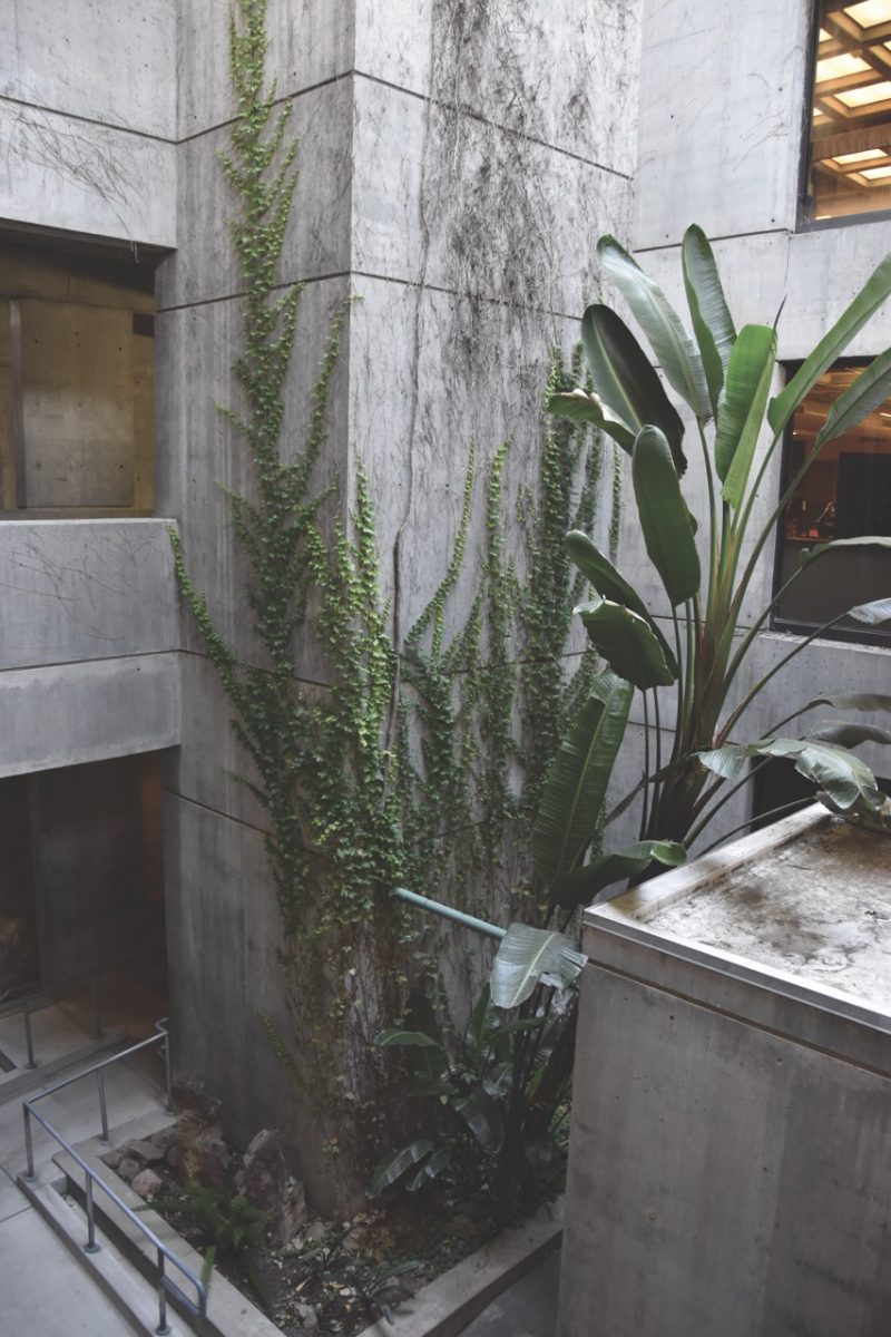 New greenery grows on the wall of the College Complex Core building on the main campus. 