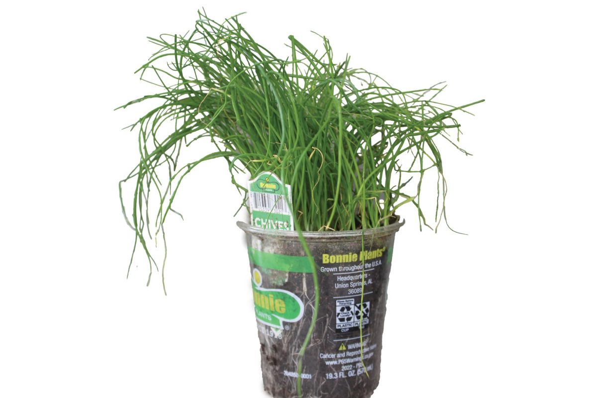 Chives