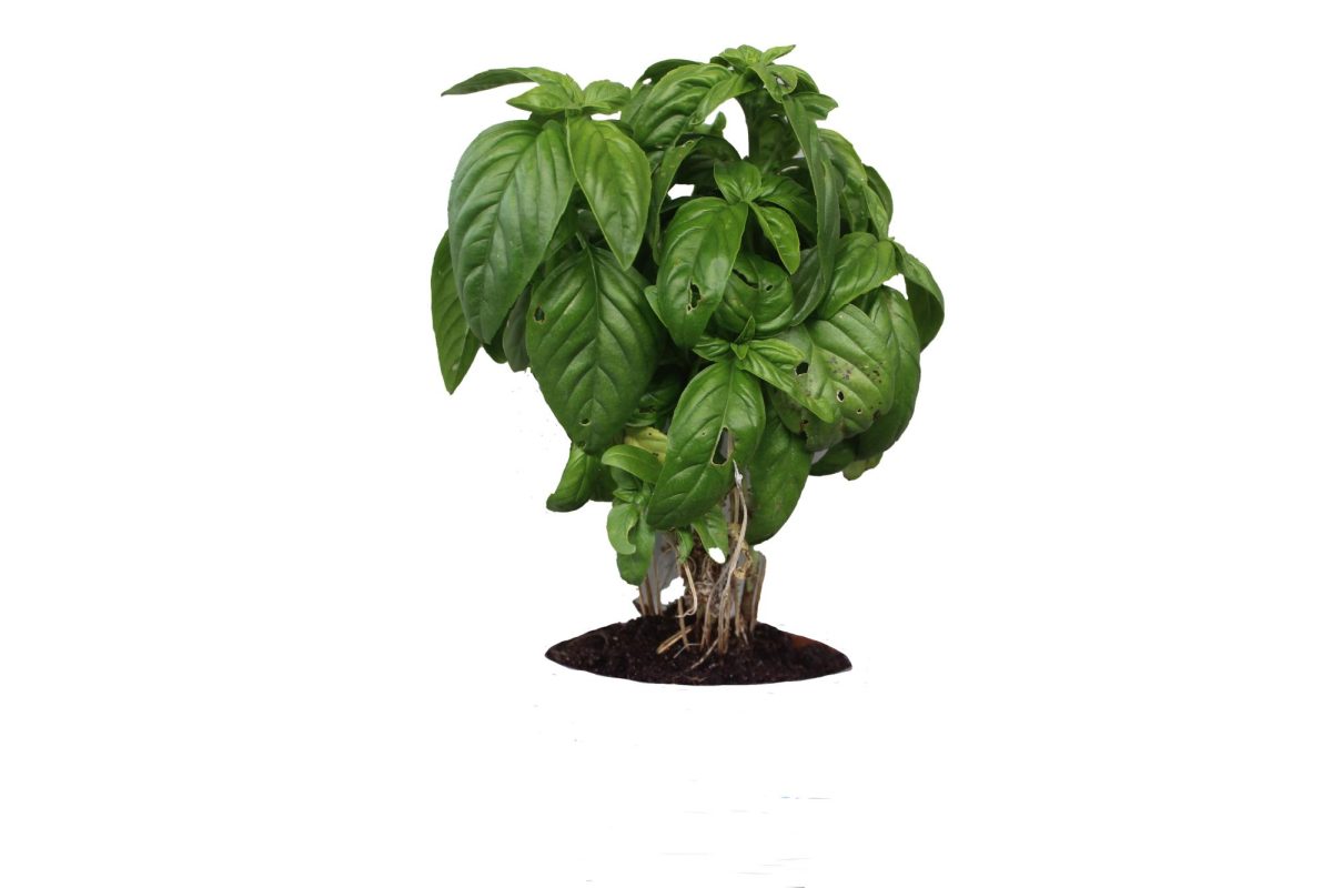 Basil