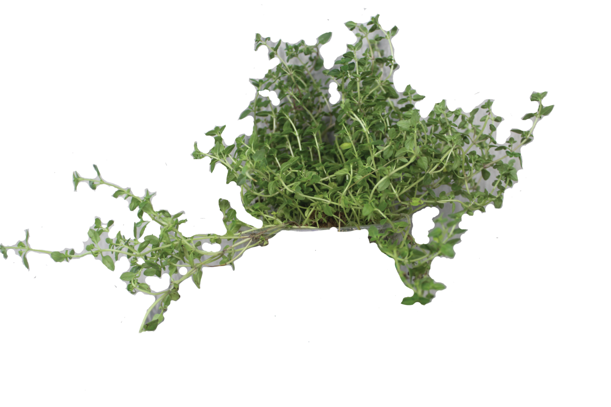 Thyme