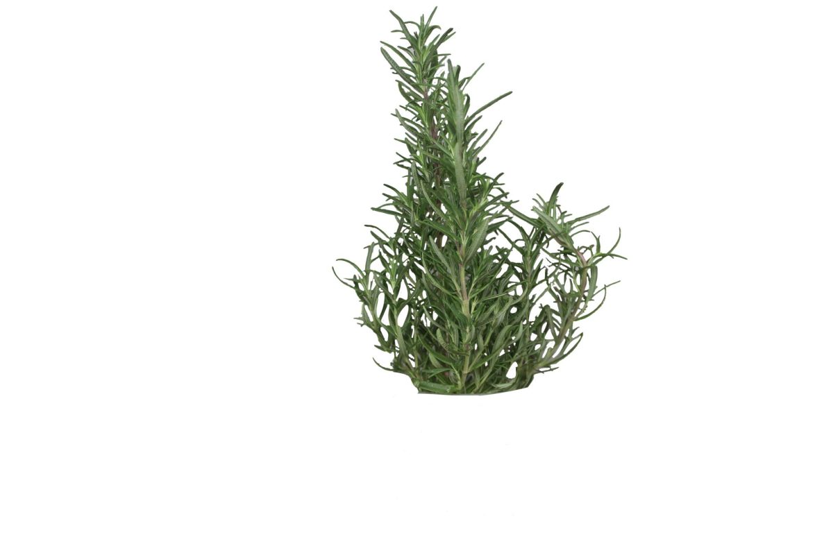 Rosemary